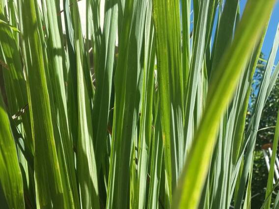 इस घास की खेती करके आप कमा सकते हैं लाखों, तेल भी बहुत महंगा बिकता है