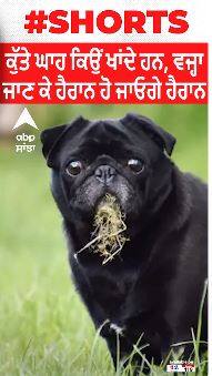 ਕੁੱਤੇ ਘਾਹ ਕਿਉਂ ਖਾਂਦੇ ਹਨ, ਵਜ੍ਹਾ ਜਾਣ ਕੇ ਹੈਰਾਨ ਹੋ ਜਾਓਗੇ ਹੈਰਾਨ