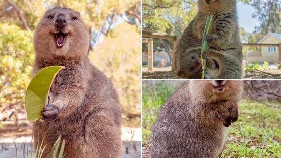 Meet the happiest animal in the world, a smile that captivates the mind Happiest Animal: ਦੁਨੀਆ ਦੇ ਸਭ ਤੋਂ ਖੁਸ਼ਹਾਲ ਜਾਨਵਰ ਨੂੰ ਮਿਲੋ, ਮੁਸਕਰਾਹਟ ਅਜਿਹੀ ਜੋ ਮਨ ਨੂੰ ਮੋਹ ਲੈਂਦੀ ਹੈ
