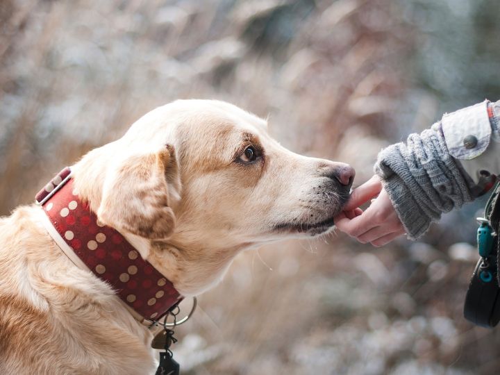 Facts about dogs in hindi discount