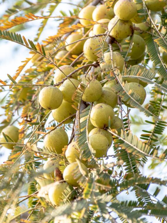 बालों के लिए रामबाण है आंवला, जानें फायदे