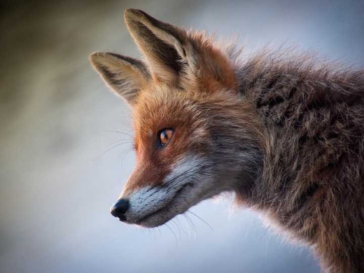 Why is the fox called the cleverest animal in the forest know its qualities यूं ही लोमड़ी सबसे चालाक जानवर नहीं कही जाती, इसकी खासियतें जानकर हैरान रह जाएंगे आप!