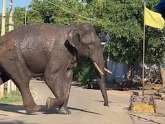'His Health Is Fine': TN Officials After Leaving Wild Tusker 'Arikomban' Into Kanyakumari Forest