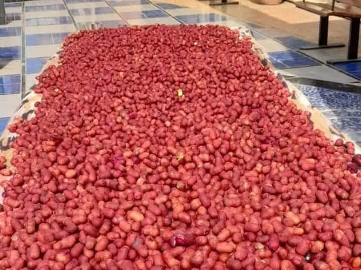 jamun seed can cure many diseases including sugar BP and liver शुगर, बीपी और लिवर सहित कई बीमारियों का दूर कर सकता है इस फल का बीज