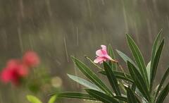 Monsoon Health: রোগভোগ কাবু করে ফেলে শরীরকে, বর্ষায় সুস্থ থাকতে যা খাবেন এবং যা খাবেন না