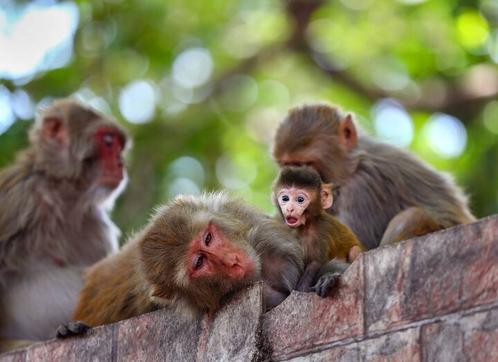 दुपारच्या उन्हापासून संरक्षण मिळवण्यासाठी प्राणी झाडाच्या आडोशाला बसताना दिसत आहेत.