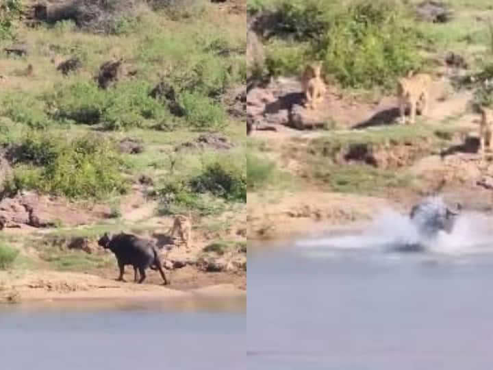 ​Shocking video of lion and buffalo goes viral on social media ​जिंदगी की खातिर शेरों के दल से भिड़ गया अकेला भैंसा, आप भी देखें ये खौफनाक Video