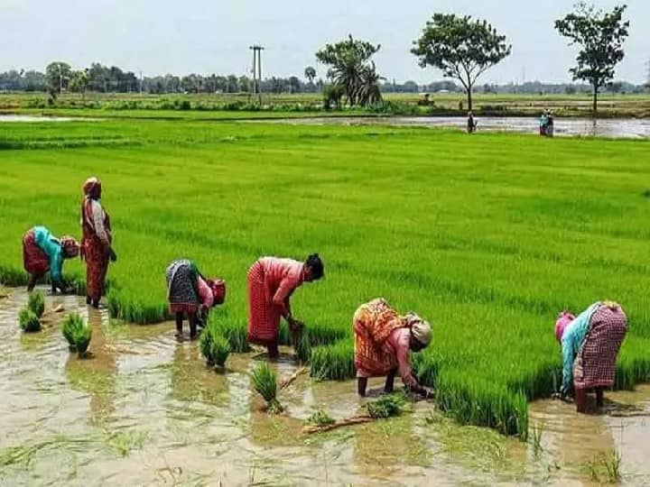 MSP of Kharif crops increased by 100% in 9 years of Modi government, see what is the latest rate