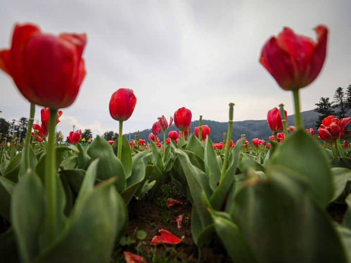 Tulip Flower: द्रास के कई इलाके रंग-बिरंगे ट्यूलिप गार्डन में बदले, इन वजहों से नहीं बन पा रहे पर्यटन का हिस्सा