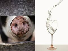 सुअर के खून से बनाया जा रहा पीने का पानी, ये कंपनी कर रही अनोखा कारनामा