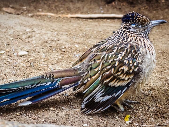 Jacobin Cuckoo bird only drinks rain water also known as papeeha साल में एक बार पानी पीता है ये जीव, इसके बाद मुंह में नहीं लेता एक भी बूंद!