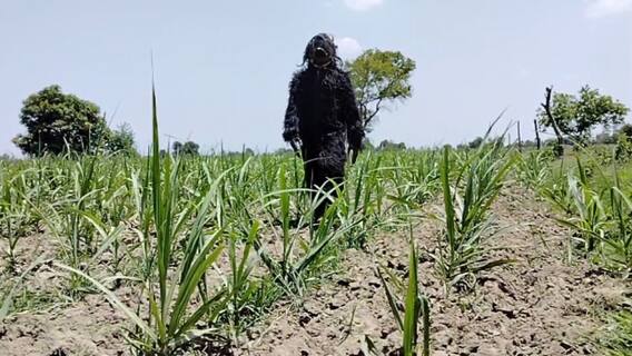 Farmers Wearing Bear Costumes |ఎలుగుబంటి వేషంతో పంటను రక్షించుకుంటున్న రైతులు | ABP Desam
