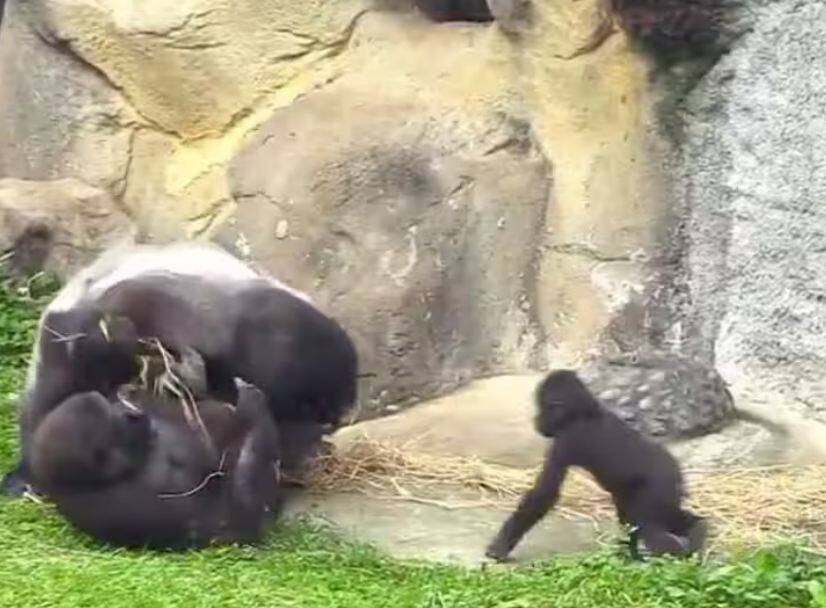 amazing video of baby gorilla virals on social media you must watch this video Amazing Video: ਬੇਬੀ ਗੋਰਿਲਾ ਨੇ ਮਾਂ ਨੂੰ ਬਚਾਉਣ ਲਈ ਲੜਾਈ ਦੇ ਵਿਚਕਾਰ ਮਾਰੀ ਛਾਲ ਅਤੇ ਫਿਰ ਹੋਇਆ ਇਹ...