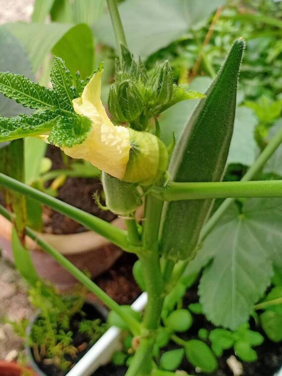 अब गमले में भी लग सकता है भिंडी का पौधा, अपनाएं ये आसान उपाय