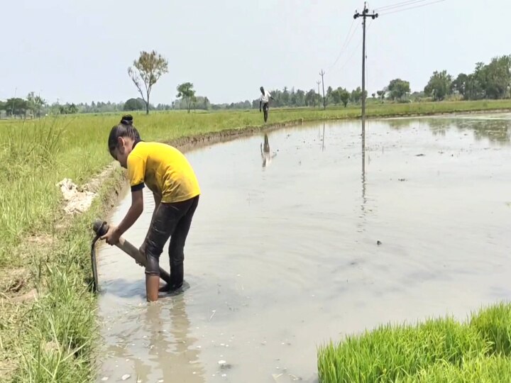 செல்போனுக்கு ’குட் பாய்’..... வயல் வெளியில் களம் கண்ட பேரக் குழந்தைகள்! மயிலாடுதுறை சுவாரஸ்யம்!