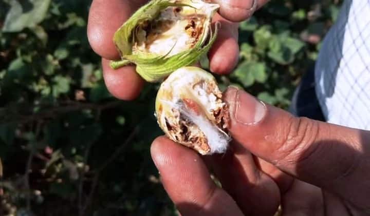 Cotton: कापसासाठी घातक गुलाबी बोंड अळी, नियंत्रण मिळवण्यासाठी करा 'या' उपाययोजना Maharashtra Agriculture News Pink maggot a threat to cotton How to control Cotton: कापसासाठी घातक गुलाबी बोंड अळी, नियंत्रण मिळवण्यासाठी करा 'या' उपाययोजना