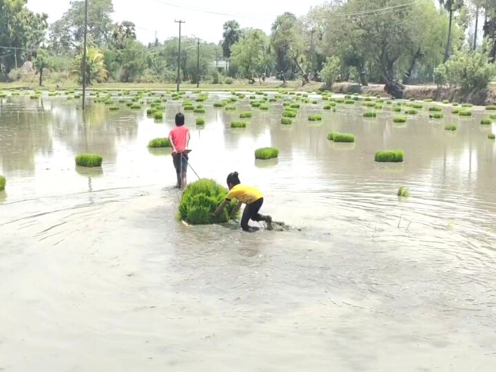 செல்போனுக்கு ’குட் பாய்’..... வயல் வெளியில் களம் கண்ட பேரக் குழந்தைகள்! மயிலாடுதுறை சுவாரஸ்யம்!