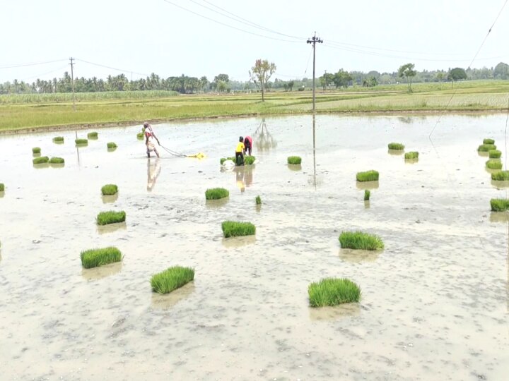 செல்போனுக்கு ’குட் பாய்’..... வயல் வெளியில் களம் கண்ட பேரக் குழந்தைகள்! மயிலாடுதுறை சுவாரஸ்யம்!