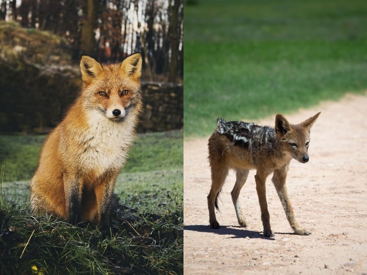 Difference between fox and jackal know how they both are looks like देखने में एक जैसे लगते हैं लोमड़ी और सियार, लेकिन दोनों है अलग-अलग जानवर, ये होती है इनकी पहचान