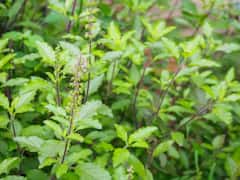 ఈ తులసి మొక్కను ఇంట్లో నాటితే అన్నీ శుభాలే..!