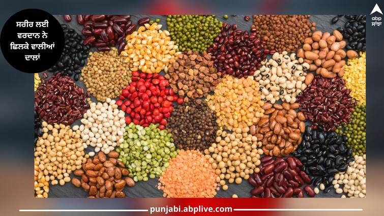 A boon to the body, many stomach problems are caused due to shelled pulses, unshelled pulses ਸਰੀਰ ਲਈ ਵਰਦਾਨ ਨੇ ਛਿਲਕੇ ਵਾਲੀਆਂ ਦਾਲਾਂ, ਬਗੈਰ ਛਿਲਕੇ ਵਾਲੀਆਂ ਦਾਲਾਂ ਕਰਕੇ ਹੁੰਦੀਆਂ ਕਈ ਪੇਟ ਦੀਆਂ ਸਮੱਸਿਆਵਾਂ 