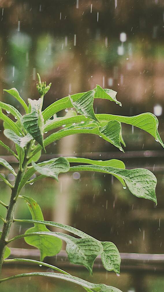 मान्सून केरळात दाखल...