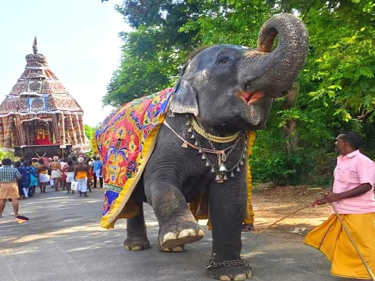 Mayiladuthurai Dharmapuram adhinam temple car festival TNN ஆன்மீகம்: தருமபுரம் ஆதீன திருத்தேரோட்டம் - தேரை வடம்பிடித்து இழுத்த ஆதீனகர்த்தர்