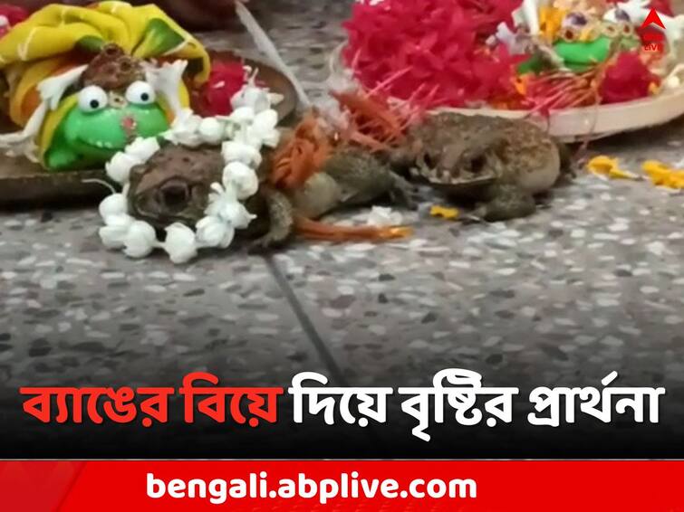 West Burdwan Frog Wedding: Durgapur Residents prayed for rain by frog Wedding Frog Wedding: বৃষ্টির দেখা নেই, বরুণদেবকে প্রসন্ন করতে দেওয়া হল ব্যাঙের বিয়ে