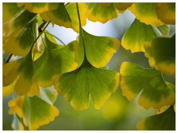gingko biloba is good for health know its benefits 29 करोड़ साल