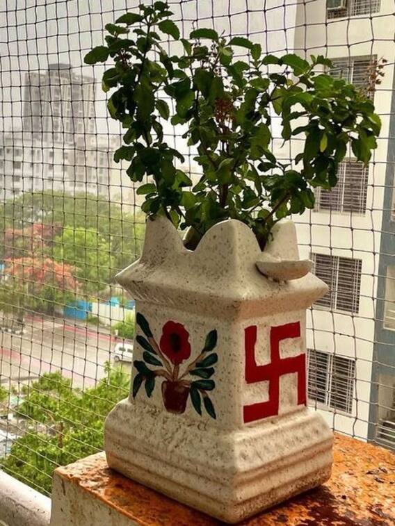 गर्मियों में तुलसी के पौधे की ऐसे करें देखभाल