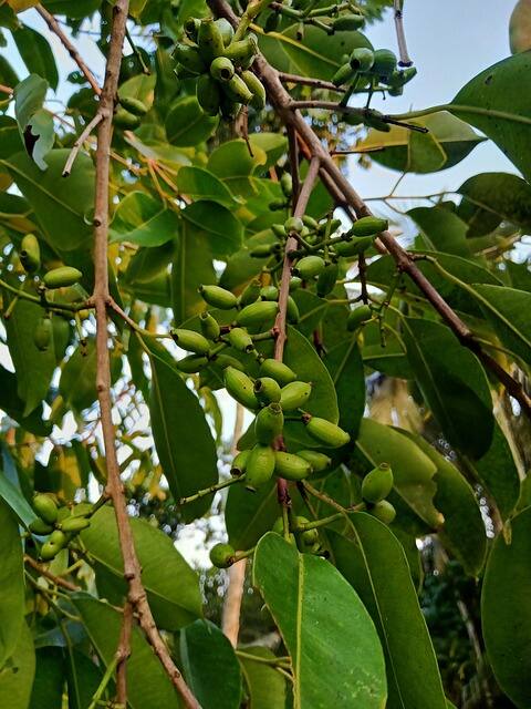टीप : वरील सर्व बाबी एबीपी माझा केवळ माहिती म्हणून वाचक-प्रेक्षकांपर्यंत पोहोचवत आहे. यातून एबीपी माझा कोणताही दावा करत नाही. त्यामुळे कोणतेही उपचार, डाएट आणि औषधं तज्ज्ञांच्या सल्ल्यानं घ्यावीत.