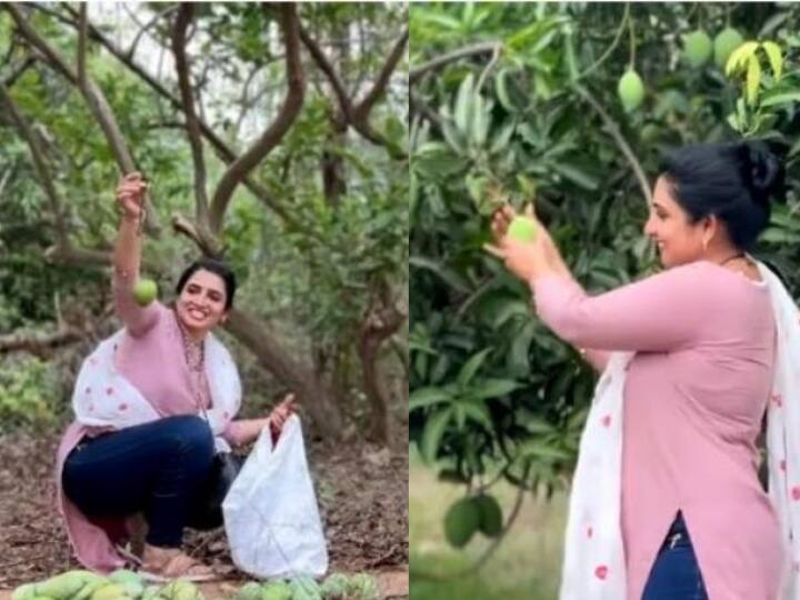 Pandian stores Sujitha's farm house with variety of mango trees video goes viral online Watch video : வகை வகையான மாமரங்கள்.. வைரலாகும் பாண்டியன் ஸ்டோர்ஸ் சுஜிதாவின் மாந்தோப்பு வீடியோ 