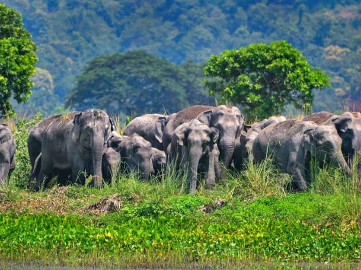 Chhattisgarh: अगर आपके इलाकों में भी है हाथियों का आतंक, तो जल्दी कर लें ये काम, वन विभाग ने उठाया अनोखा कदम Wild Elephants Tracking and Alert App Launched by Chhattisgarh Forest Department that Tracks Animal Movements ANN Chhattisgarh: अगर आपके इलाकों में भी है हाथियों का आतंक, तो जल्दी कर लें ये काम, वन विभाग ने उठाया अनोखा कदम