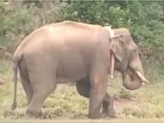 Watch: Tusker ‘Arikomban’ Enjoys His Time At New Home In Kalakkad-Mundanthurai Forest Range