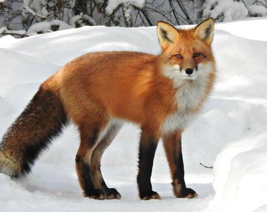 ਲੂੰਬੜੀ ਨੂੰ ਸਭ ਤੋਂ ਚਲਾਕ ਜਾਨਵਰ ਕਿਉਂ ਕਿਹਾ ਜਾਂਦਾ ਹੈ