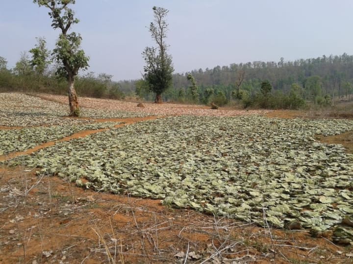 Jharkhand Illegal plucking of bidi leaves from restricted forests in Latehar know why laborers suffer ANN Latehar News: लातेहर में प्रतिबंधित जंगलों से बीड़ी पत्ते की अवैध तोड़ाई शुरू, जानें- क्यों करोड़ों के कारोबार में मजदूरों का होता है नुकसान
