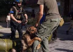 यूक्रेन की बाढ़ में तड़प कर दम तोड़ रहे जानवर, बचाने के लिए गुहार लगा रहे हैं लोग