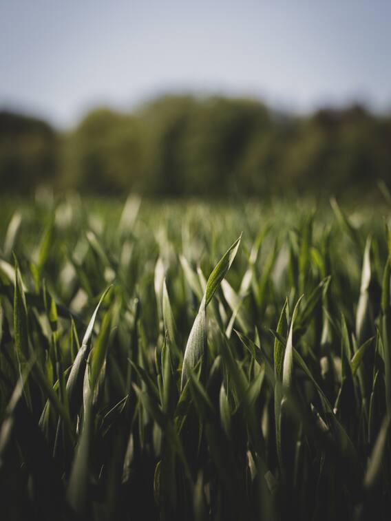 उत्तर प्रदेश में सबसे अधिक उगाई जाती हैं ये फसलें!