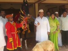 Ashadhi Wari : बलराज अश्वाचे अकलूज येथून प्रस्थान, रिंगण सोहळ्यात जरी पटक्याचा मानाचा अश्व म्हणून धावणार