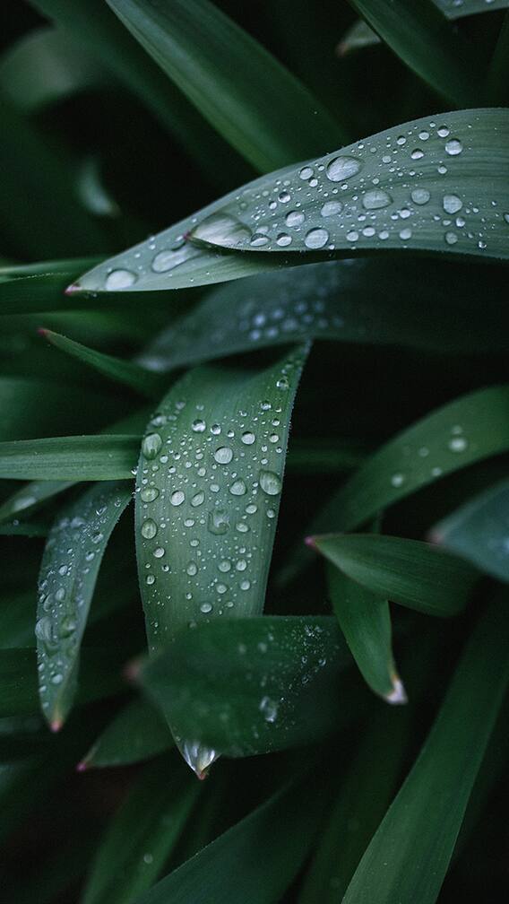 केरळात दाखल झालेला मान्सूनच्या तारखा...