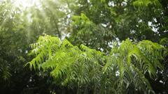 নিমের পাতা রক্তের সুগার লেভেল কমতে সাহায্য করে! কীভাবে খাবেন?