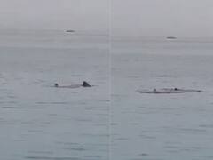 समंदर में तैर रहे शख्स पर शार्क का हमला, अंत तक की खुद को बचाने की कोशिश...मगर हार गया जंग- Video