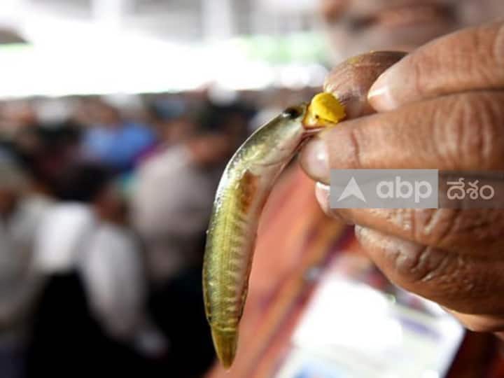 Distribution of Fish Prasad started in Nampally by Minister Talasani Srinivas Yadav Fish Prasad: నాంపల్లిలో చేప ప్రసాదం పంపిణీ ప్రారంభం- తరలివస్తున్న ఆస్తమా బాధితులు