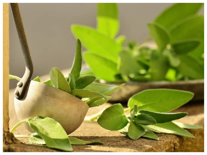 health tips including sage in your diet can be useful for your health Sage Benefits: दिमाग को तेज़ और शरीर को स्वस्थ रखने के लिए इस्तेमाल करें तेज पत्ता, जानिए इसके फायदे