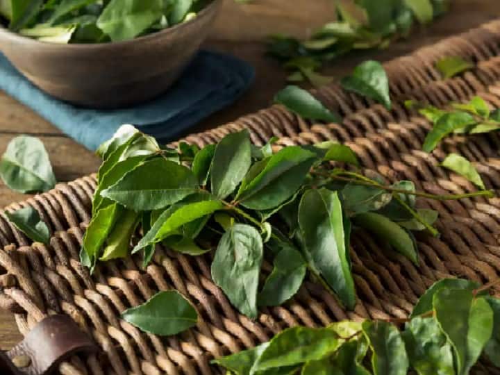 5 Reasons Why You Should Start Your Day With 5-6 Fresh Curry Leaves Curry Leaves : 5 முதல் 6 கறிவேப்பிலையோட ஒரு நாளை தொடங்குங்க.. இந்த 5 பலன்களைப் பாருங்க..