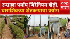 Geranium Farm Dharashiv : ऊसाला पर्याय म्हणून जिरेनियम शेती, उस्नानाबादच्या शेतकऱ्याचा प्रयोग