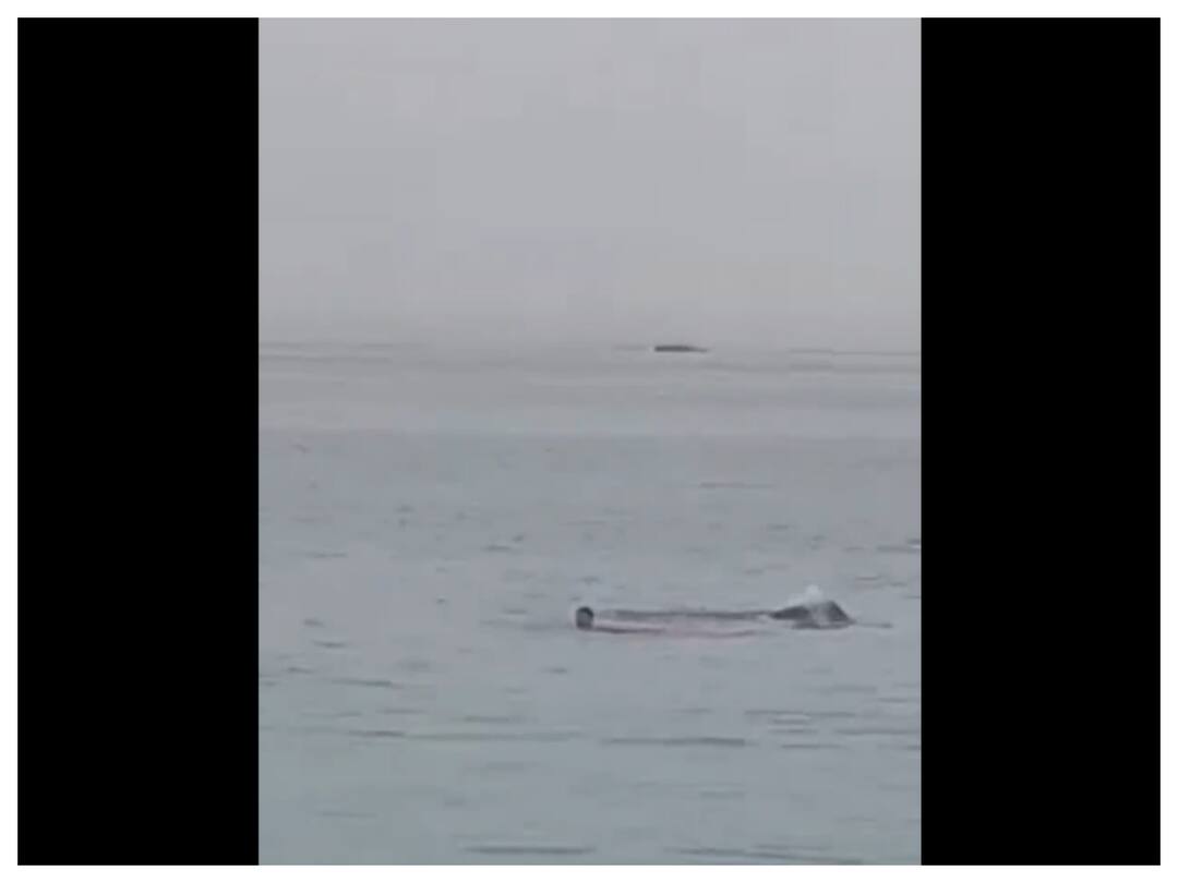 Russian Man Mauled To Death By Shark In Egypt In Front Of His Father, Video Goes Viral Russian Man Mauled To Death By Shark In Egypt In Front Of His Father, Video Goes Viral Russian Man Mauled To Death By Shark In Egypt In Front Of His Father, Video Goes Viral
