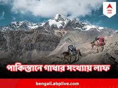 ১ বছরে ১ লাখ ! পাকিস্তানে কেন হু হু করে বাড়ছে গাধার সংখ্যা ?