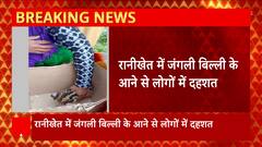 Uttarakhand : Ranikhet में जंगली बिल्ली से लोगों में फैली दहशत, देखने के लिए लगी भीड़