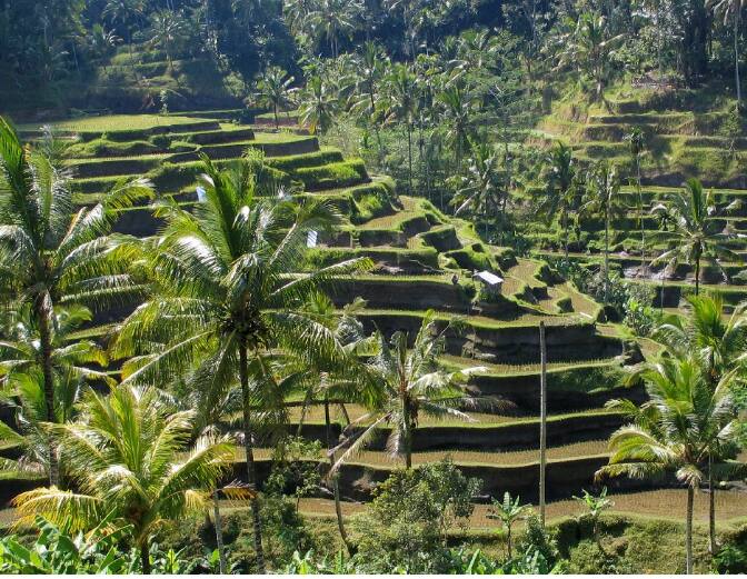 IRCTC बाली टूर: तुम्हालाही बालीला जायचे असेल, तर रेल्वेचे IRCTC तुमच्यासाठी एक उत्तम टूर पॅकेज घेऊन आले आहे. या पॅकेजबद्दल जाणून घ्या.